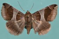 Dysgonia algira