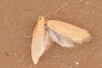 Crassa tinctella