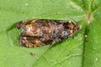 Enarmonia formosana