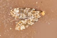 Triaxomera parasitella