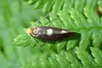 Incurvaria