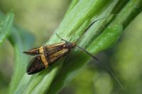 Nemophora degeerella