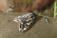 Emmelia trabealis