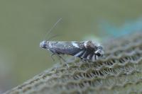 Glyphipterix