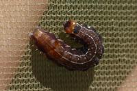 Eupsilia transversa