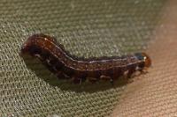 Eupsilia transversa