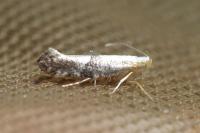 Argyresthia spinosella