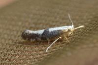 Argyresthia spinosella