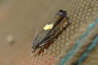Dichrorampha petiverella