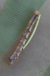 Phigaliohybernia marginaria/aurantiaria
