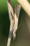 Agriphila straminella