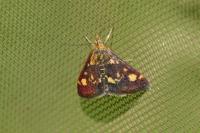 Pyrausta aurata