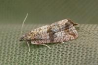 Celypha striana