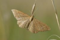 Idaea ochrata
