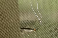 Nemophora metallica