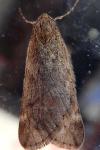 Alsophila aescularia
