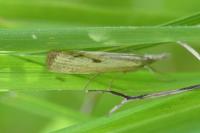 Agriphila inquinatella