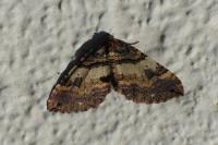 Earophila badiata