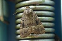 Amphipyra pyramidea