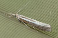 Agriphila tristella