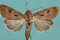 Agrotis exclamationis exclamationis