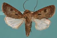 Agrotis exclamationis exclamationis