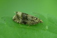 Celypha lacunana