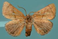 Apoda limacodes