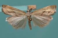 Agriphila inquinatella