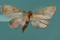 Endotricha flammealis