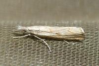 Agriphila geniculea