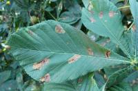 Cameraria ohridella