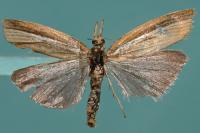 Agriphila tristella
