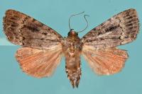 Amphipyra berbera svenssoni