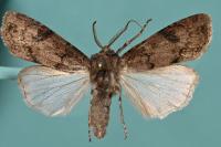 Agrotis segetum
