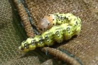 Polyploca ridens