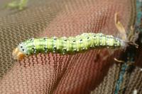 Polyploca ridens