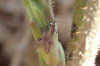 Schreckensteinia festaliella