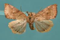 Cosmia trapezina