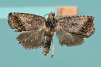 Cydia splendana