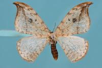 Drepana falcataria