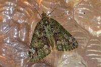 Chloroclysta siterata