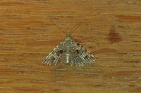 Alucita hexadactyla
