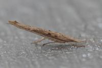 Ypsolopha mucronella
