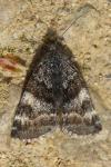 Boudinotiana notha