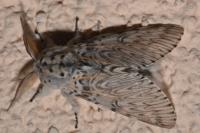 Cerura vinula