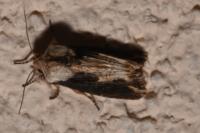 Egira conspicillaris