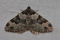 Xanthorhoe fluctuata