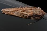 Egira conspicillaris