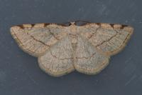 Stegania trimaculata